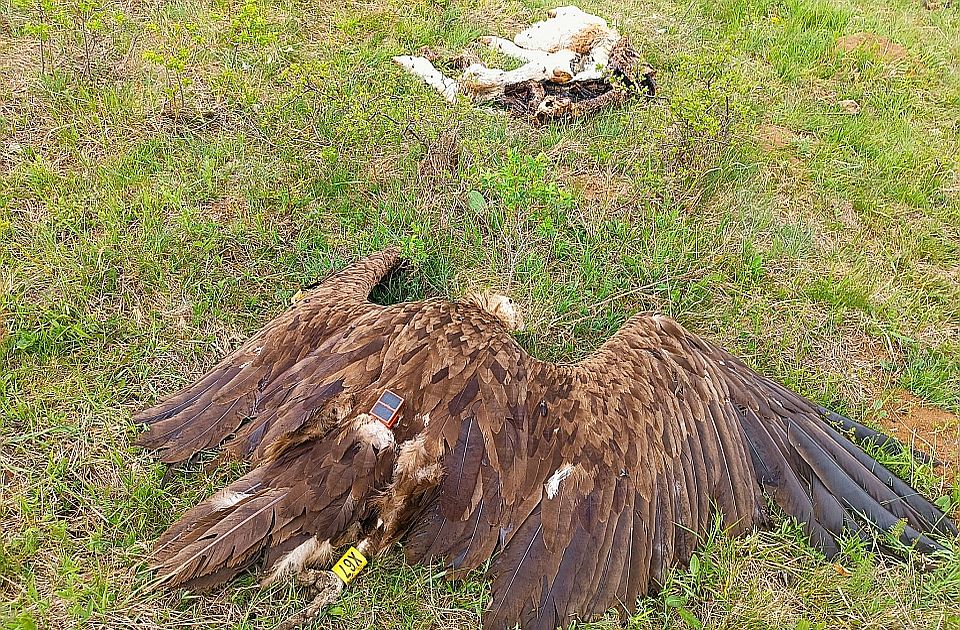 Trovanjem crnog strvinara ugrožena jedna od najređih vrsta ptica grabljivica