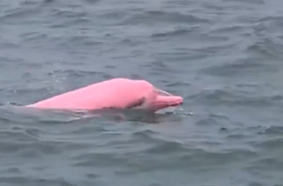VIDEO: Redak ružičasti delfin primećen kod obale Omana
