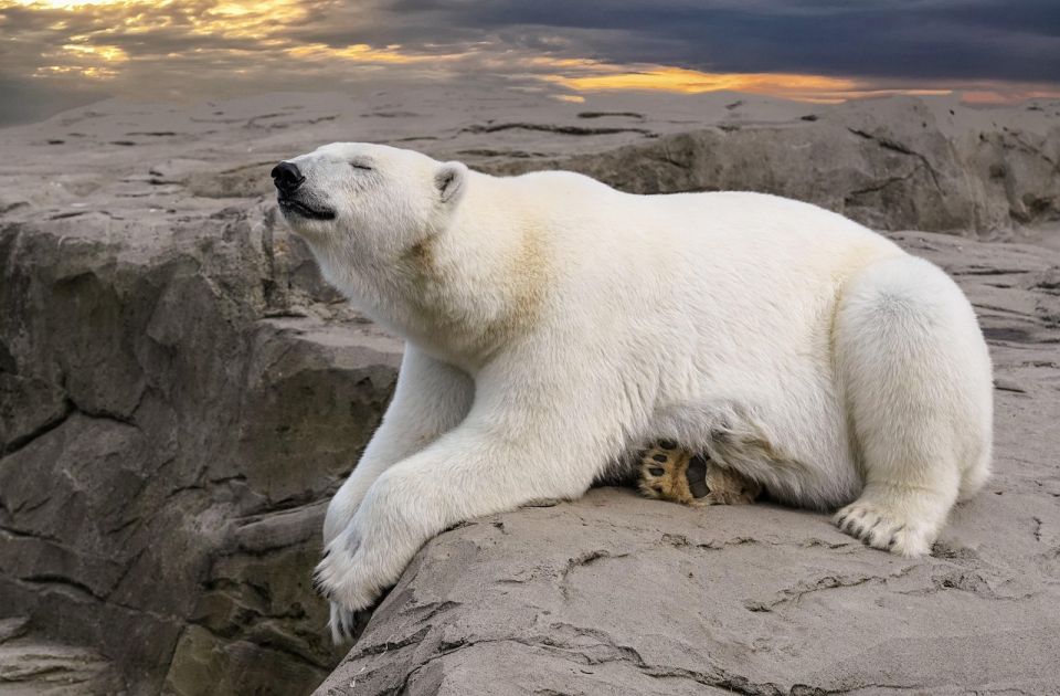 Brodskom sirenom probudio polarnog medveda, pa dobio kaznu