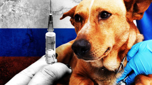'Odveli smo ih u smrt': Kriza veterinarskih lekova u Rusiji