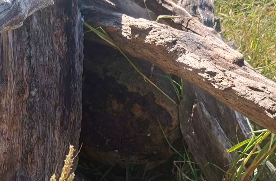 VIDEO: Bomba uz pomoć krana i kamiona odvezena sa obale ispod Petrovaradinske tvrđave 