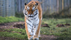Tigar ubio posetioca zoološkog vrta u Engleskoj