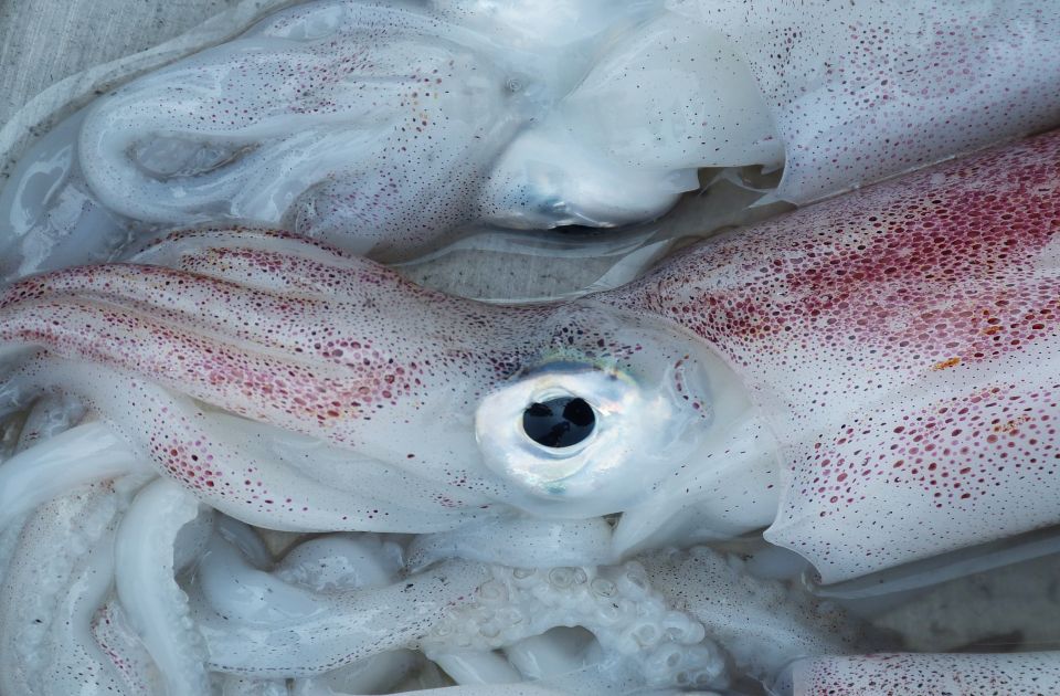 Lignje pomažu u istraživanju gluvoće: Sadrže ćelije koje ljudi imaju u ušima