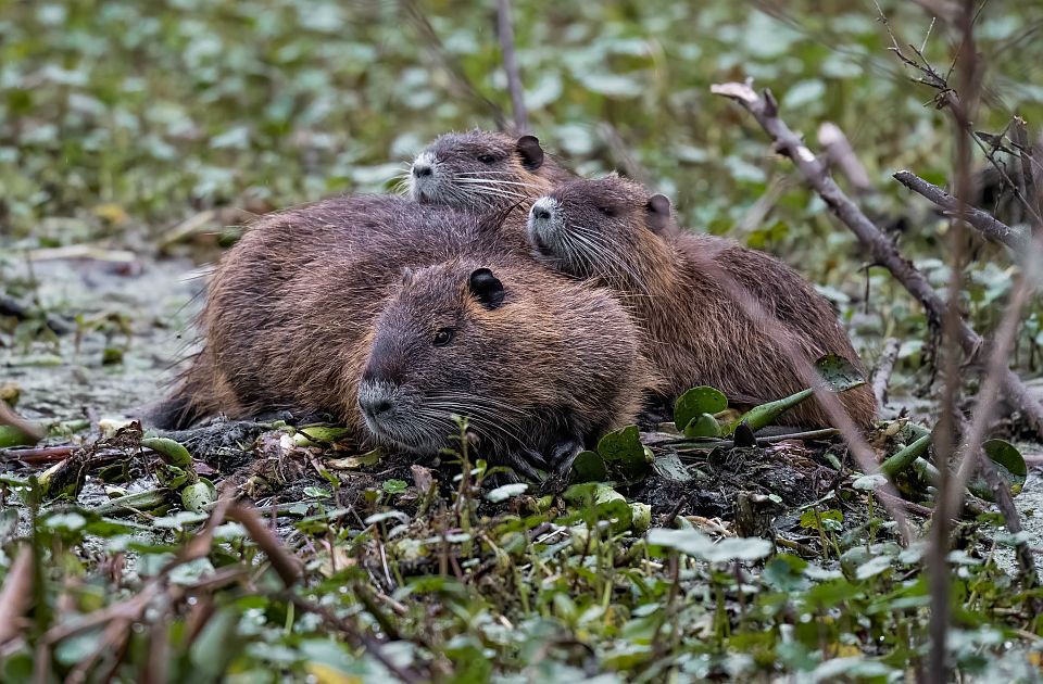 Ugroženi alpski mrmoti: Aktivisti u Francuskoj traže zabranu lova