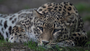 Tragedija u zoološkom vrtu u Holandiji: Leopard izujedao čuvarku nasmrt