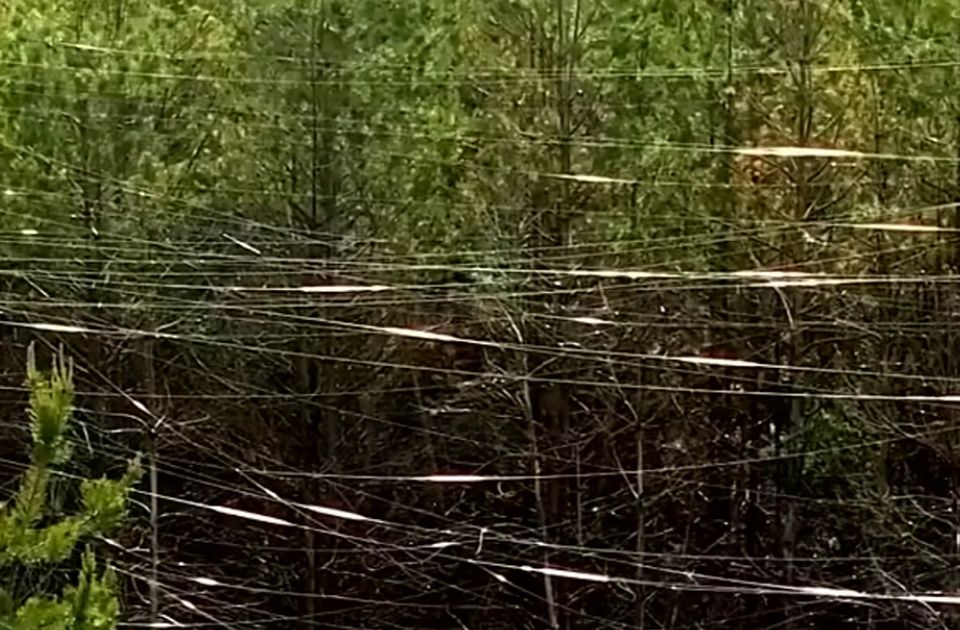 VIDEO: Hiljade kvadratnih kilometara šuma u Ukrajini prekrivene optičkim kablovima