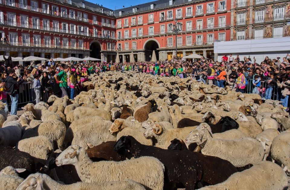 VIDEO: Hiljade ovaca i koza na ulicama Madrida