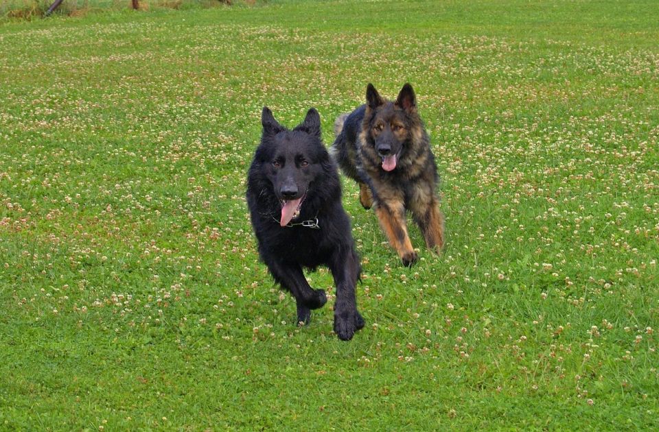 Policijski psi pobegli iz kuće trenera u Britaniji i ujeli ljude na ulici