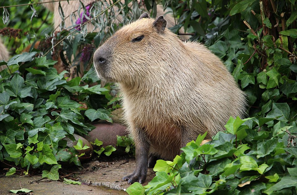 VIDEO Pingvini, veveričasti majmuni i džinovski puž: Kako izgleda godišnje merenje životinja zoo vrta