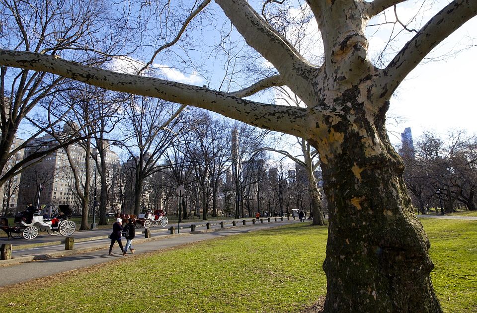 Central park ukida konjske kočije: Više od 150 kočijaša strahuje za egzistenciju