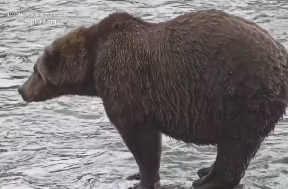 VIDEO: Bekpak pobednik ovogodišnje Nedelje debelih medveda na Aljasci