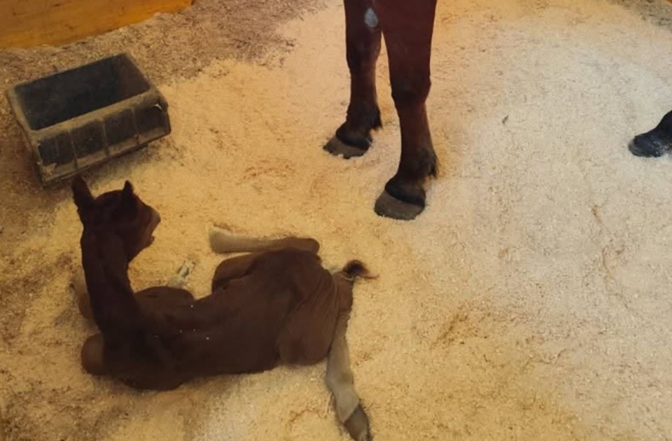 FOTO: Kobila se oždrebila nasred ulice u Skoplju, majka i mladunče smešteni u Zoološki vrt 