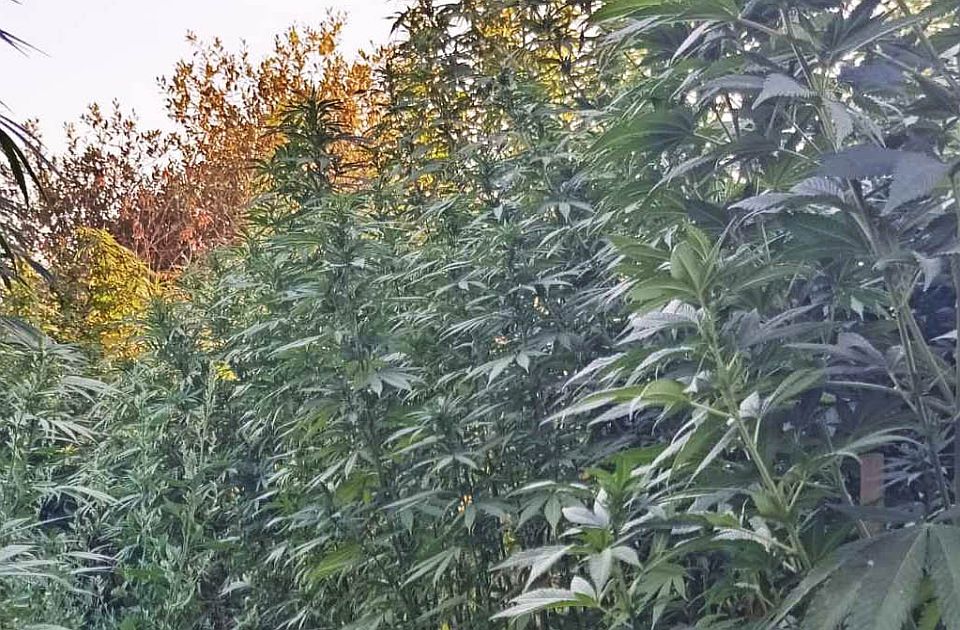 FOTO Pronađen zasad kanabisa uz Rumenački put: Privedena dva muškarca